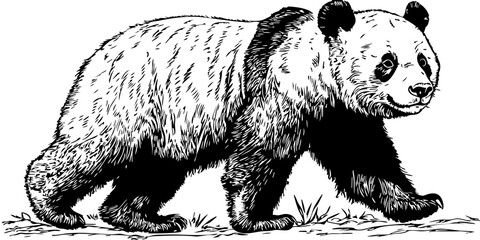 High-Quality Line Drawing Illustration, Panda Hand-Drawn Sketch, Transparent Background, Vector Design © No background