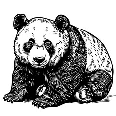 Intricate Hand-Drawn Illustration, Monochrome Sketch of Panda, No Background, Editable Vector