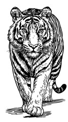 Intricate Line Drawing, A Detailed Monochrome Illustration of Tiger with Elegant Textures, Fine Details, and Transparent Background 