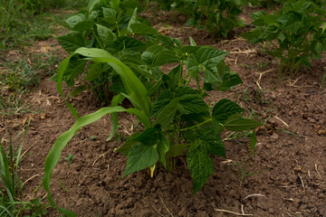 Young Green Bean Plant Growing Alongside Corn Seedling on a Spring Day