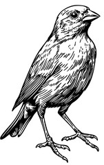 Vintage Hand-Drawn Line Art, Monochrome Sketch of Canary Bird, Clear Background, Vector Illustration