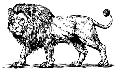 Vintage Hand-Drawn Line Art, Monochrome Sketch of Lion, Clear Background, Vector Illustration