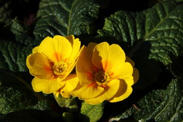 Flowers growing in the garden. Greeting card. Place for insertion. Close-up. Colorful shot