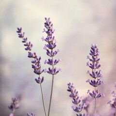 Fototapeta premium A bunch of purple lavender flowers are in a field