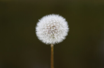 dandelion closeup