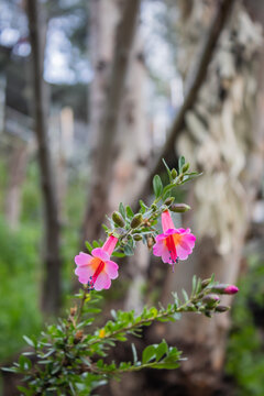 Cantuta andina en capturada en primer plano en el Cusco, la flor sagrada de los Incas