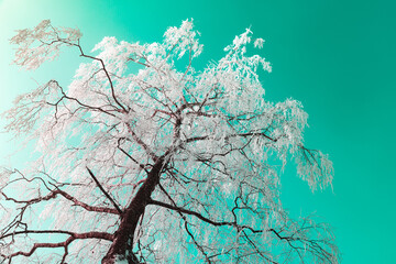 Baum mit Raureif im Winter gegen den Himmel, himmelwärts, frostiger Baum, grüner Himmel