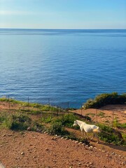 A horse is walking across the plain on a sunny day, with the blue sea and sky in the background.