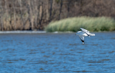 Ring-billed gull in flight over a lake.