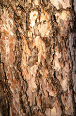 landscape background texture of a tree