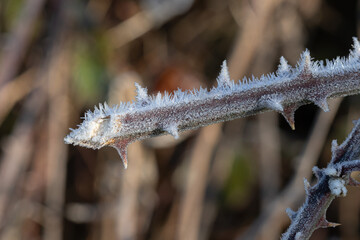 A prickly Bramble with frost formation.