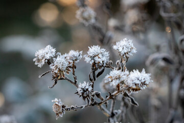 Frost formation on a wild carrot plant.