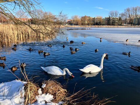 Swans and ducks on the semi-frozen lake