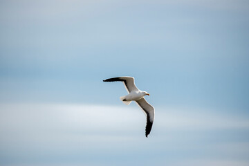 The Dominican Gull or Kelp Gull flying in the sky