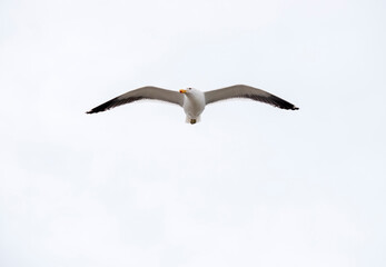 The Dominican Gull or Kelp Gull flying in the sky