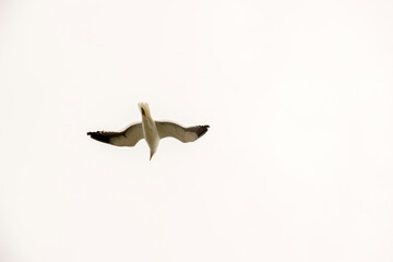 Obraz premium The Dominican Gull or Kelp Gull flying in the sky