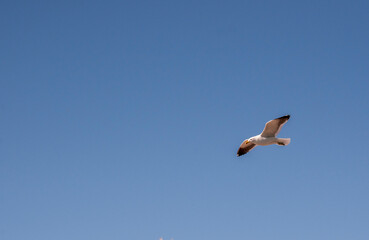 The Dominican Gull or Kelp Gull flying in the sky