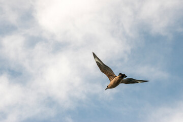Great skua flying in the sky of Patagonia