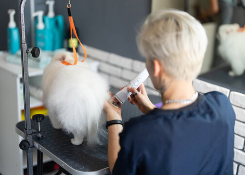 Dog groomer in a grooming salon. Female groomer dring sute dog hair in salon