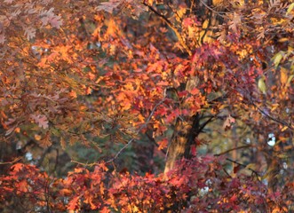 red autumn leaves