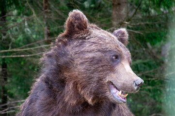 Fototapeta premium A close-up portrait of a brown bear at a rehabilitation center in the Carpathian Mountains of Ukraine.The image captures the bear's powerful presence and expressive face. The natural forest background