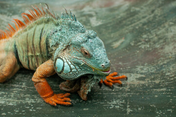 A detailed close-up portrait of a green iguana showcasing its distinctive features. The image highlights the iguana's textured skin, spiky crest along its back, and expressive eyes