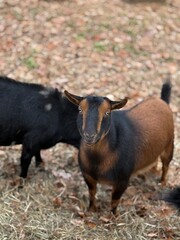 Two goats, with distinct brown and black fur, stand on a straw-covered farm ground surrounded by fallen leaves on an autumn day. A charming glimpse into rural farm life.