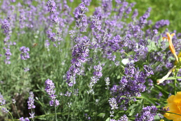 lavender flowers in the garden