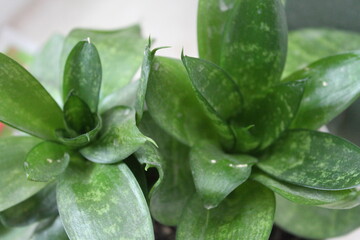 aloe vera plant with water drops