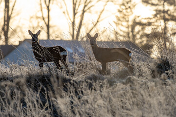 Rehe auf einem winterlichen Feld