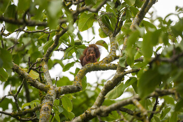 view of a red squirrel on a park