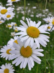 Fototapeta premium daisies in a garden