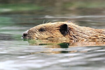 Beaver in Water: Intimate close-up of a beaver swimming while it rains, its wet fur detailed and whiskers sharp, highlighting wildlife in their natural habitat.
