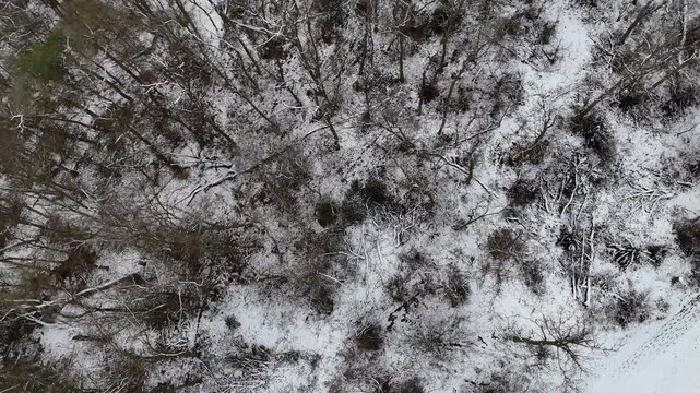 Wald im Winter