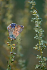 multicolored butterfly sits on a blade of grass in the meadow