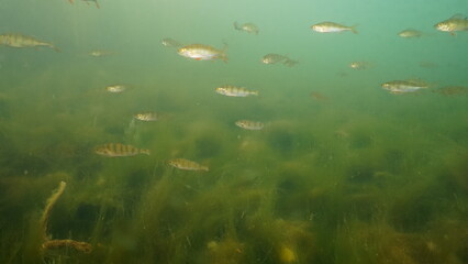 Scuba diving in the lake
