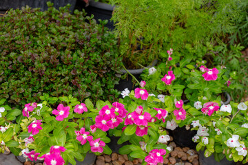 Catharanthus roseus or Madagascar periwinkle. Tropical flowers in pots and plants around. Green area design