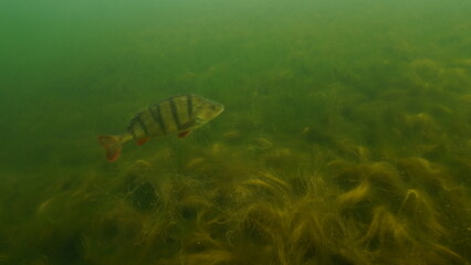 Scuba diving in the clay pit