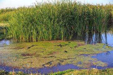 Summer landscape. Lake shore with reeds and green mud