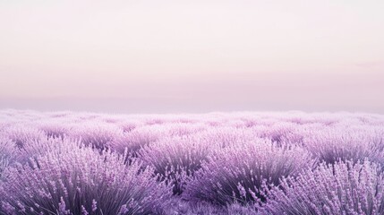 Obraz premium An endless lavender field in soft purple tones leading to golden hills