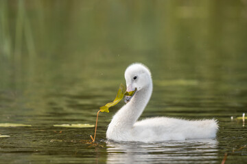 Fototapeta premium Young whooper swan cygnet gently swims in calm waters, curiously foraging for aquatic plants