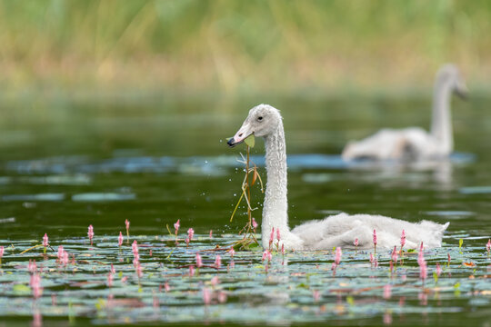Young whooper swan cygnet gently swims in calm waters, curiously foraging for aquatic plants