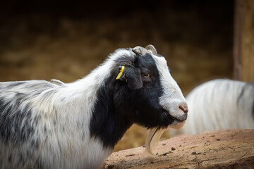 chèvre, en gros plan,  dans leur enclos