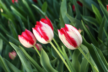 Red with white tulips against green grass background in the garden.
