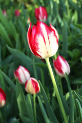 Red with white tulips against green grass background in the garden.