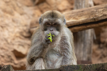 macaque crabier prenant son repas, en gros plan.