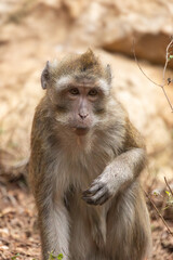 portait d'un macaque crabier assis sur le sol