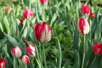Red with white tulips against green grass background in the garden.