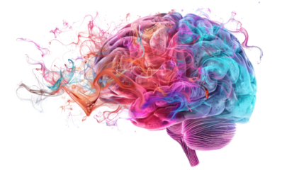 
Human brain on transparent background 