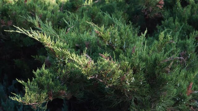 A detailed juniper shrub zooming view of the variety 'Mint Julep', showcasing its lush green foliage and small berries. The natural lighting highlights the texture and color hues of the leaves.